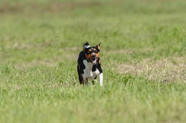 Basenji köpeği hızlı koşuyor ve köpek yarışında yeşil alanda yem kovalıyor.
