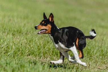 Basenji köpeği hızlı koşuyor ve köpek yarışında yeşil alanda yem kovalıyor.