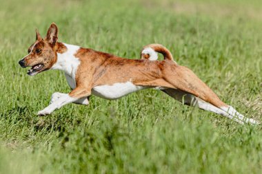 Basenji köpeği hızlı koşuyor ve köpek yarışında yeşil alanda yem kovalıyor.