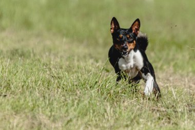 Basenji köpeği hızlı koşuyor ve köpek yarışında yeşil alanda yem kovalıyor.