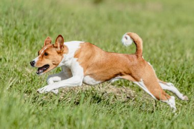Basenji köpeği hızlı koşuyor ve köpek yarışında yeşil alanda yem kovalıyor.
