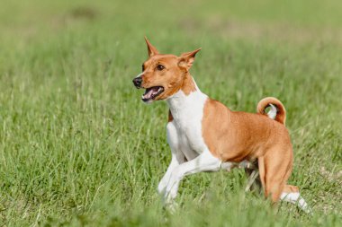Basenji köpeği hızlı koşuyor ve köpek yarışında yeşil alanda yem kovalıyor.