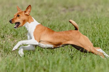 Basenji köpeği hızlı koşuyor ve köpek yarışında yeşil alanda yem kovalıyor.