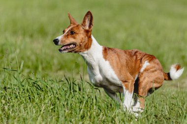 Basenji köpeği hızlı koşuyor ve köpek yarışında yeşil alanda yem kovalıyor.