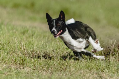 Basenji köpeği hızlı koşuyor ve köpek yarışında yeşil alanda yem kovalıyor.