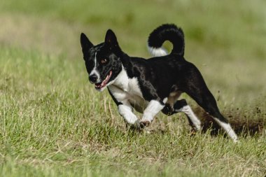 Basenji köpeği hızlı koşuyor ve köpek yarışında yeşil alanda yem kovalıyor.