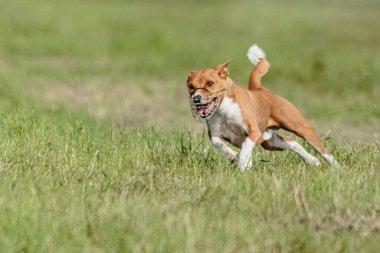 Basenji köpeği hızlı koşuyor ve köpek yarışında yeşil alanda yem kovalıyor.