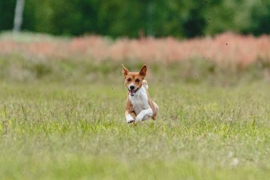 Basenji köpeği hızlı koşuyor ve köpek yarışında yeşil alanda yem kovalıyor.