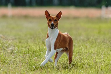 Basenji köpeği hızlı koşuyor ve köpek yarışında yeşil alanda yem kovalıyor.