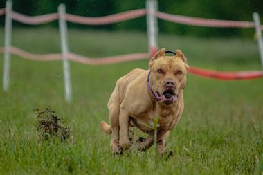 Pitbull Terrier köpek yarışı sırasında havalandı ve kameraya doğru koştu.