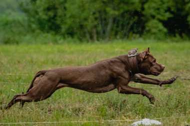 Pitbull Terrier köpek yarışı sırasında havalandı ve kameraya doğru koştu.