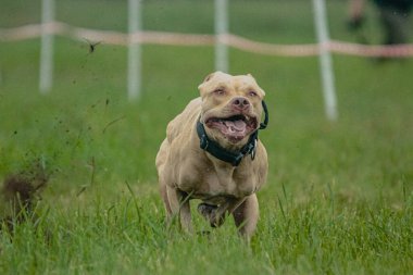 Pitbull Terrier köpek yarışı sırasında havalandı ve kameraya doğru koştu.