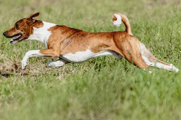 Basenji Pes Běží Rychle Honí Lákat Přes Zelené Pole Závodní — Stock fotografie