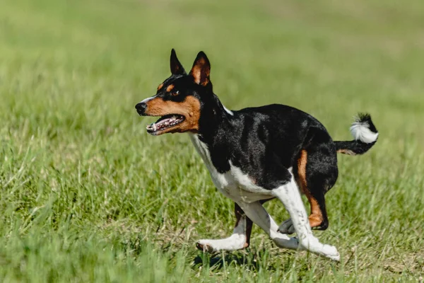 Basenji Dog Running Fast Chasing Lure Green Field Dog Racing — Stock Photo, Image