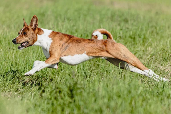 Basenji Perro Corriendo Rápido Persiguiendo Señuelo Través Campo Verde Competencia —  Fotos de Stock