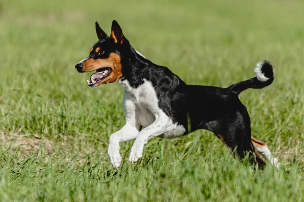 Basenji Cão Correndo Rápido Perseguindo Isca Através Campo Verde Competição — Fotografia de Stock