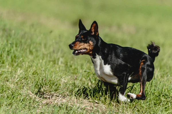 Basenji Cão Correndo Rápido Perseguindo Isca Através Campo Verde Competição — Fotografia de Stock