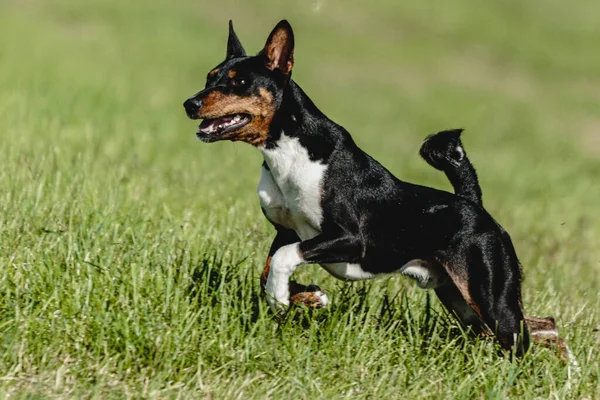 Basenji Cane Correre Veloce Inseguire Richiamo Attraverso Campo Verde Gara — Foto Stock