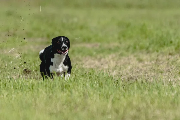 Basenji Σκυλί Τρέχει Γρήγορα Και Κυνηγούν Δέλεαρ Όλο Πράσινο Πεδίο — Φωτογραφία Αρχείου