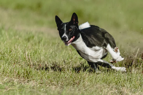 Basenji köpeği hızlı koşuyor ve köpek yarışında yeşil alanda yem kovalıyor.