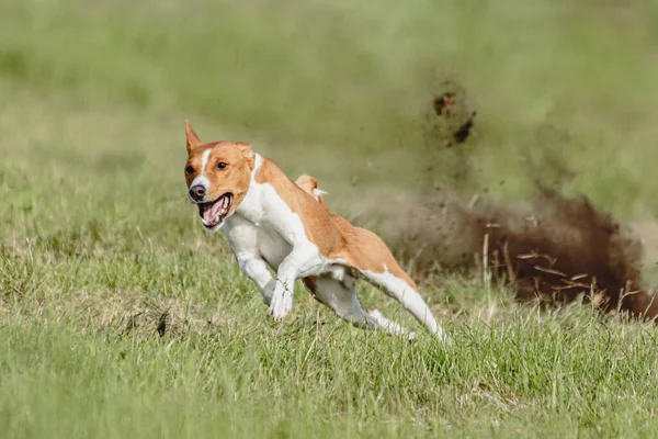 Basenji Dog Running Fast Chasing Lure Green Field Dog Racing — Stock Photo, Image