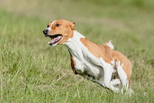 Собака Basenji Біжить Швидко Переслідує Приманку Через Зелене Поле Змаганнях — стокове фото