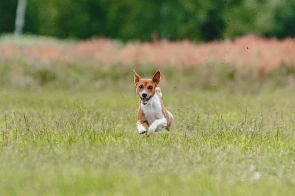 Basenji Dog Running Fast Chasing Lure Green Field Dog Racing — Stock Photo, Image