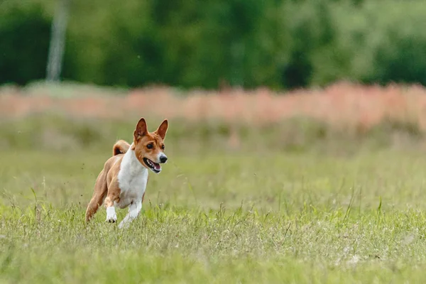 Basenji Köpeği Hızlı Koşuyor Köpek Yarışında Yeşil Alanda Yem Kovalıyor — Stok fotoğraf