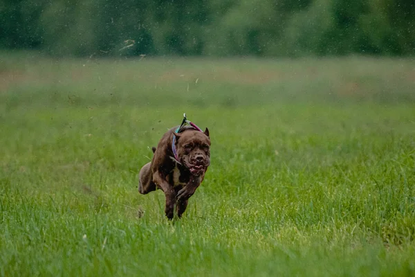 Pit Bull Terrier Lyfte Från Marken Hundkapplöpningstävlingen Kör Rakt Kameran — Stockfoto