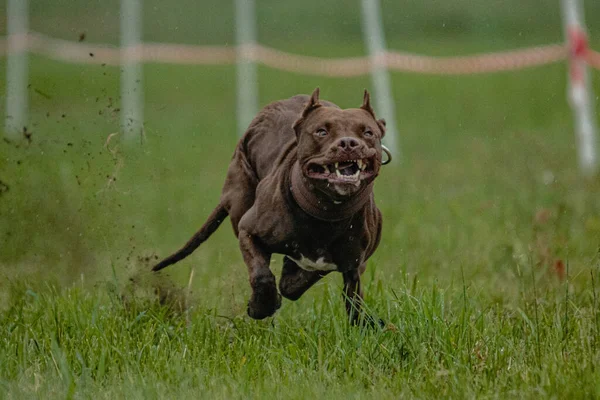 Pit Bull Terrier Podniósł Się Ziemi Podczas Zawodów Wyścigowych Psów — Zdjęcie stockowe