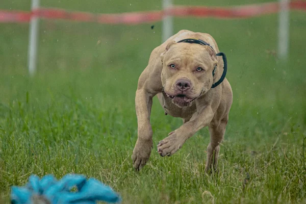 Pit Bull Terrier Decollò Terra Durante Gara Corse Canine Correndo — Foto Stock