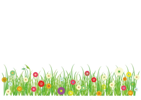 Hierba Verde Con Flores Florecientes Ilustración Fondo Blanco Aislado Banner — Vector de stock