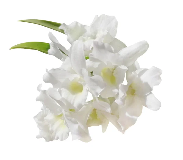 Bündel Aus Mehreren Weißen Orchideenblüten Mit Gelber Mitte Das Foto — Stockfoto