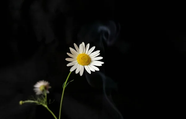 Темні Співчуття Ромашковою Квіткою Димом Чорний Траурний Фон Простором Вашого — стокове фото