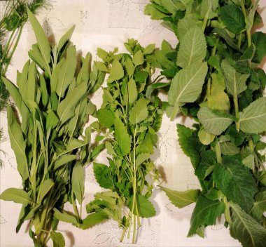 Taze bitki kökleriyle dolu bir arka plan. Yaprak döken bitkiler ve sağlıklı adaçayı, nane, fesleğen, dereotu..