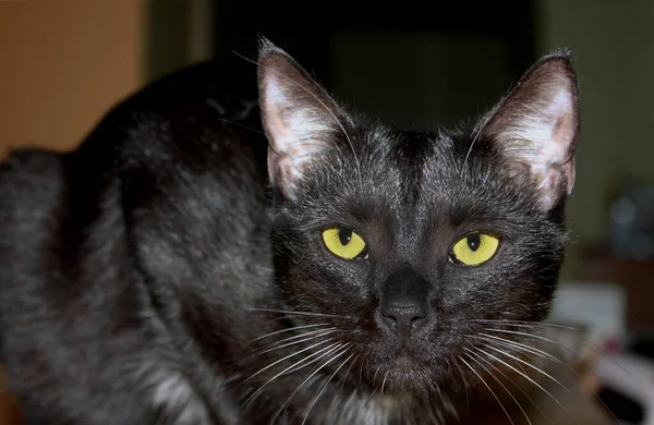 Tło Leżącym Czarnym Kotem Sześciomiesięczny Kotek Spoczywa Stole — Zdjęcie stockowe