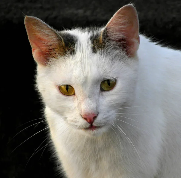 Fond Sombre Avec Chat Assis Chat Assis Race Domestique Noir — Photo