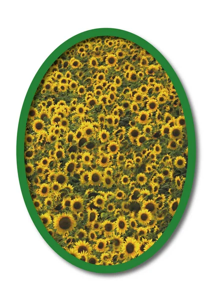 Bild Ett Illustrerat Objekt Ovala Blommande Solnedgångar Färgen Objektet Vit — Stockfoto