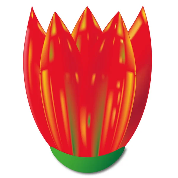 Single Full Bloom Red Tulip Flower Illustration Flower White Isolated — Stock Vector