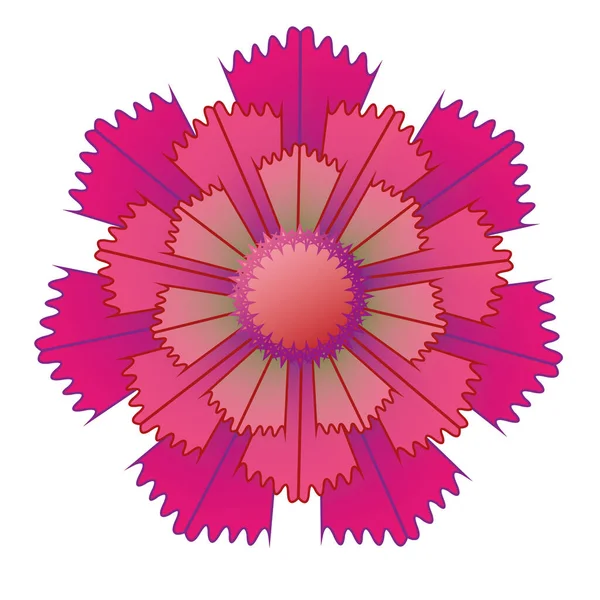 Tek Soyut Kırmızı Mor Karanfil Bahar Çiçeği Bir Çiçeğin Resmi — Stok Vektör