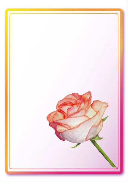 Συγχαρητήρια Ταχυδρομική Κάρτα Ροζ Λευκό Τριαντάφυλλο Της Αγάπης Εικονογράφηση Μιας — Φωτογραφία Αρχείου