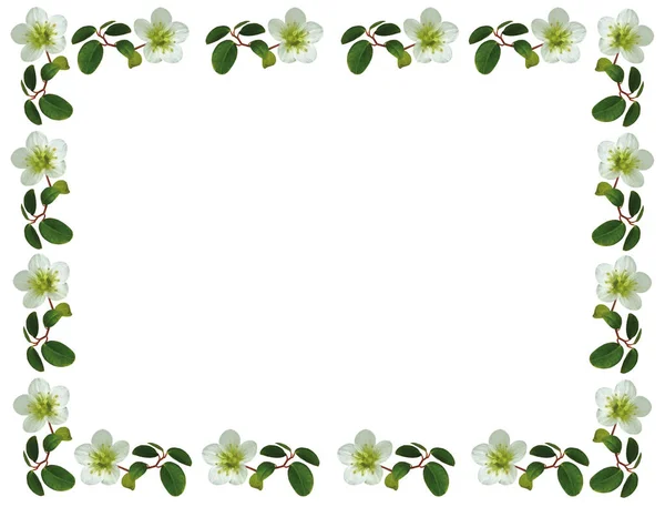 装饰春天和夏天的花卉框架与岩石花园的花朵 这个框架是用白色的小花做成的 上面有文字的空间 — 图库照片