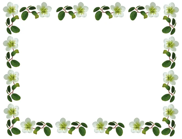 Decorativa Cornice Floreale Primaverile Estiva Con Fiori Giardino Roccioso Cornice — Foto Stock