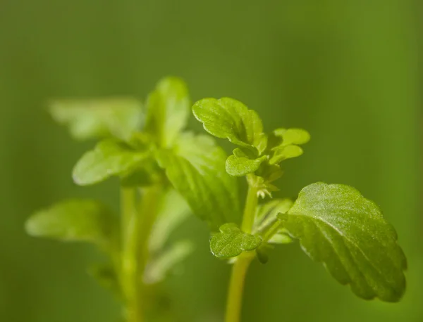 Growth First Garden Plants Greenery Spring Shoots Germinating Plants Green — Stock Photo, Image