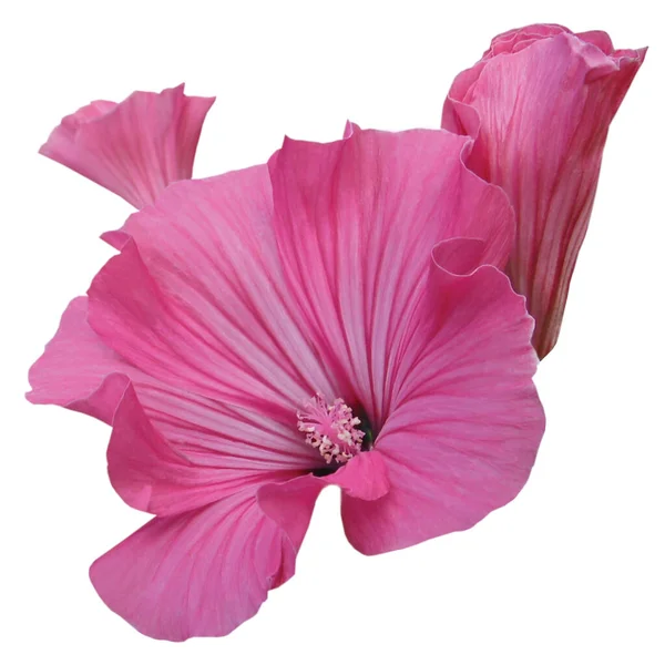 Roze Bloemen Van Een Groep Hibiscus Een Witte Achtergrond Close — Stockfoto