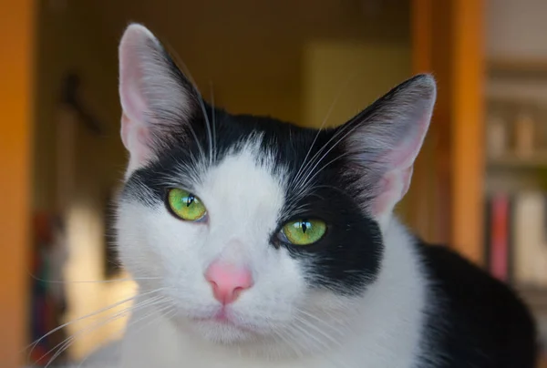 Lying Black White Young Pet Dog Home Cat Head Green — Foto Stock