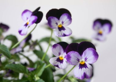 Meadow minyatür otları mor-beyaz çiçek açan hanım evlatları. Şifalı bir bitkinin sürünen çiçeklerinin arka plan makrosu, DOF focus.