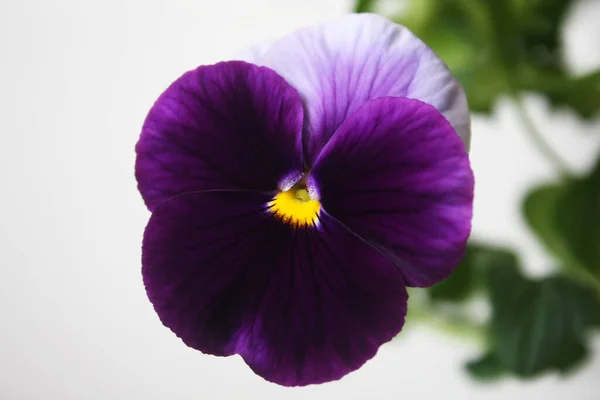 Garden Large Flowered Flower Herbs Dark Purple White Flower Pansies — Fotografia de Stock