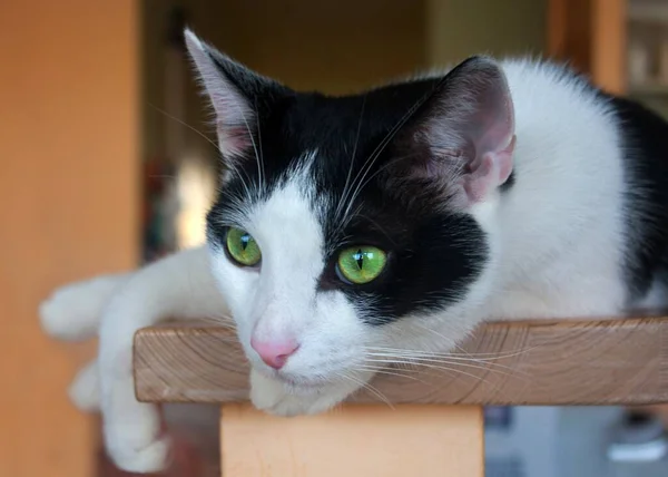 可爱的猫用爪子躺在架子上 喂在公寓里休息的黑白公猫 — 图库照片