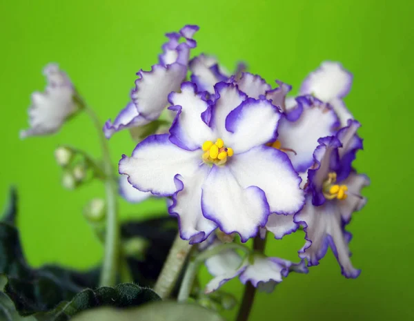 African Violet Green Background Saintpaulia Beautiful Blooming Group Flowers Saintpaulia — Foto Stock